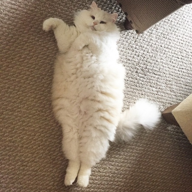 Без кота и жизнь не та