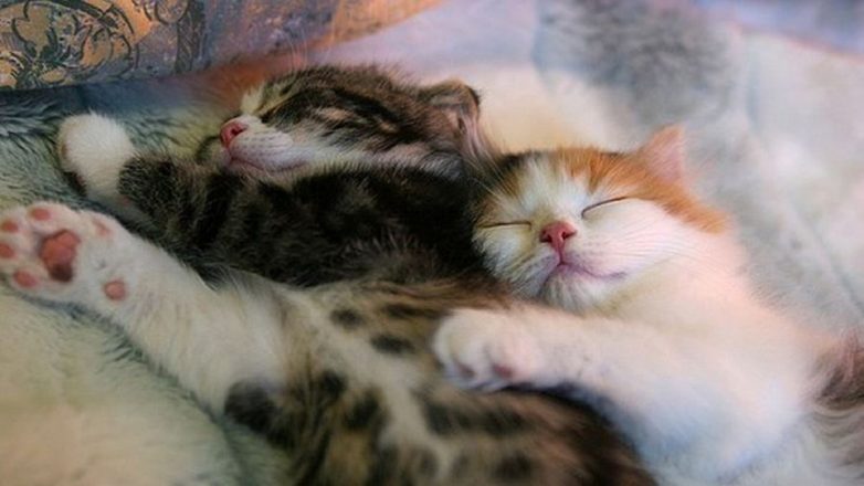 Влюбленные котейки Влюбленные котейки