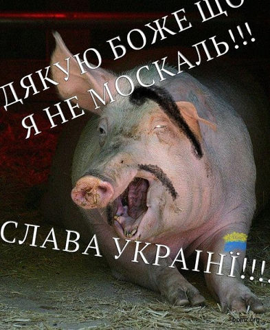Год Свиньи - год Украины Год Свиньи - год Украины