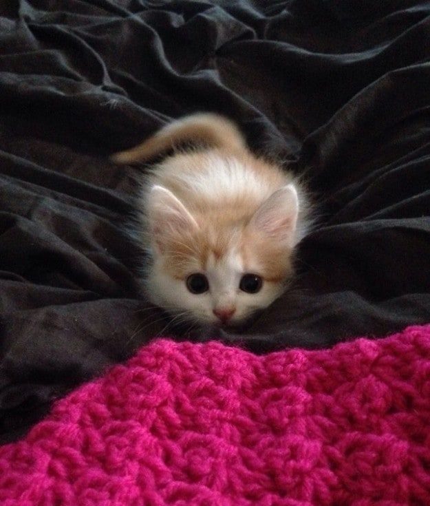 Малыши, которые ещё не совсем готовы быть котами)) Малыши, которые ещё не совсем готовы быть котами))