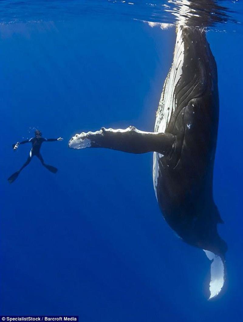 diver-whale-high-five-perfect-timing
