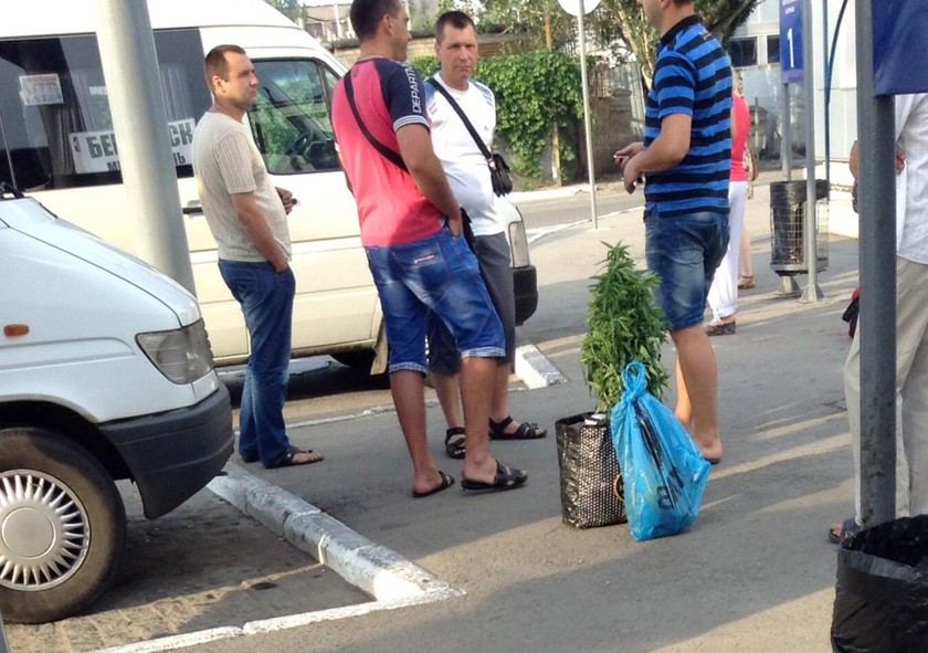 Самые разнообразные прелести дачного сезона! Самые разнообразные прелести дачного сезона!