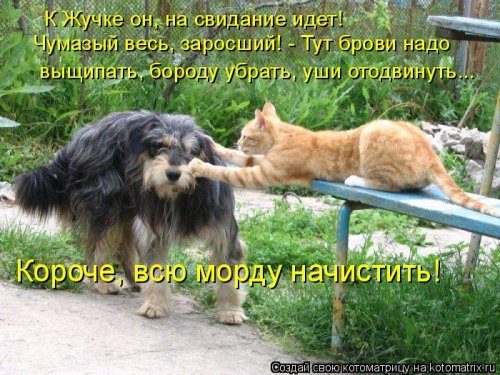 Уморительные котоматрицы для отличного настроения Уморительные котоматрицы для отличного настроения