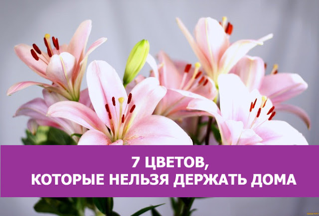 Цветы энергетические вампиры Цветы энергетические вампиры