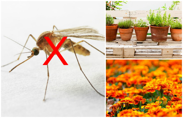 8 растений, которые стоит посадить на балконе или на даче, чтобы избавиться от комаров