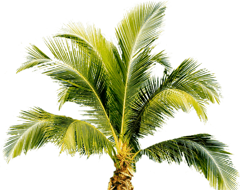 1495919173palm-tree-png-image-2494 (479x379, 78Kb)