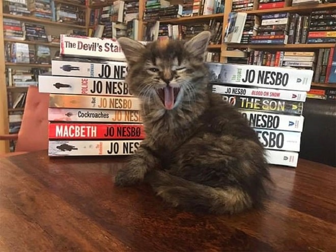 Зевающий котенок Котенок зевает