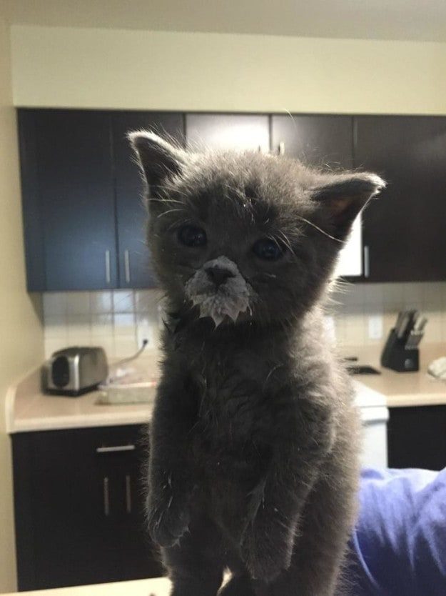Малыши, которые ещё не совсем готовы быть котами)) Малыши, которые ещё не совсем готовы быть котами))