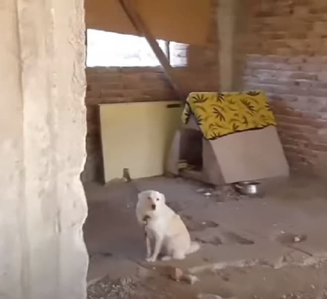 Собака на цепи Собака сидит