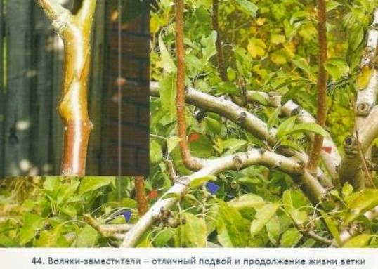 Все о формировке и обрезке плодовых деревьев