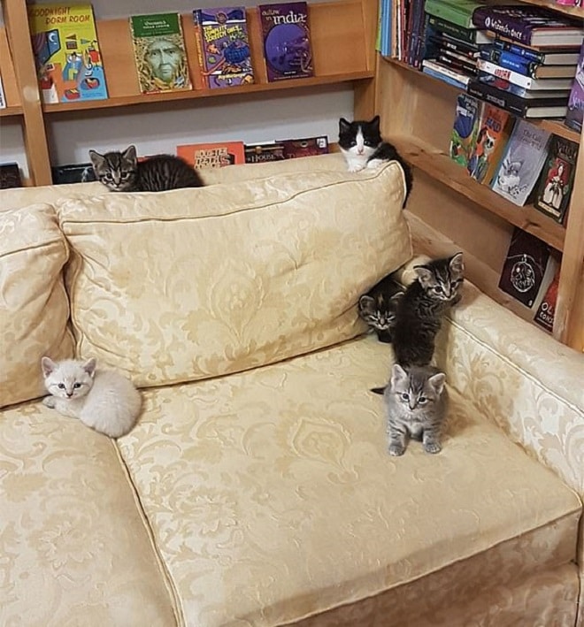 Котята играют Котята на диване