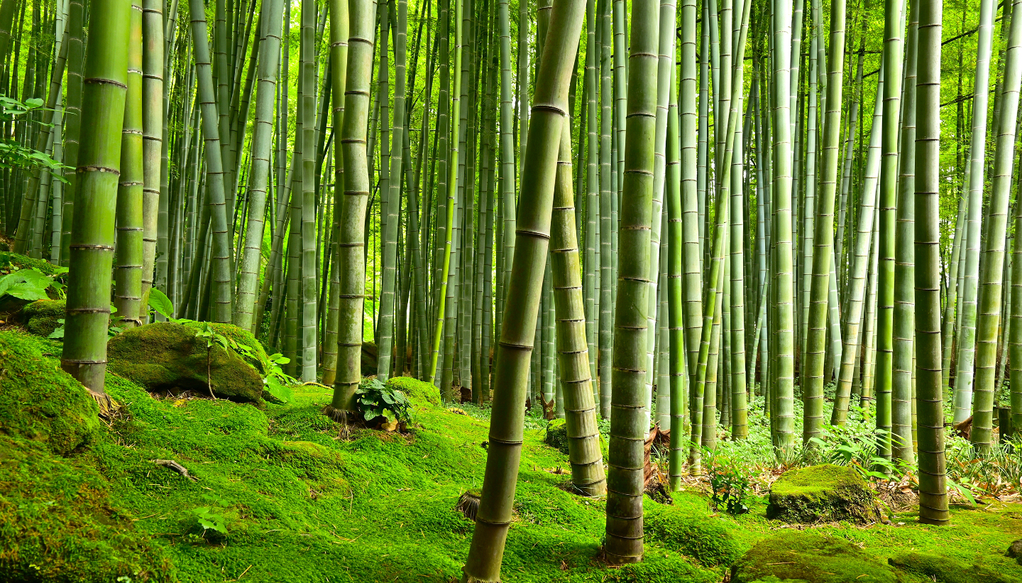 Красная панда