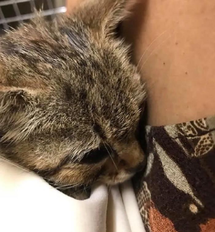 Котенка игнорировали все прохожие, но одна женщина решила его приютить