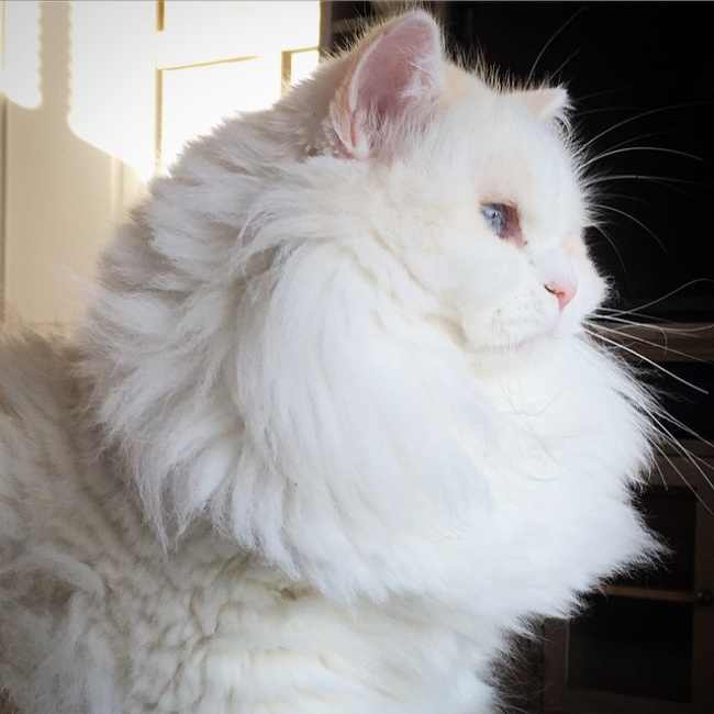 Без кота и жизнь не та