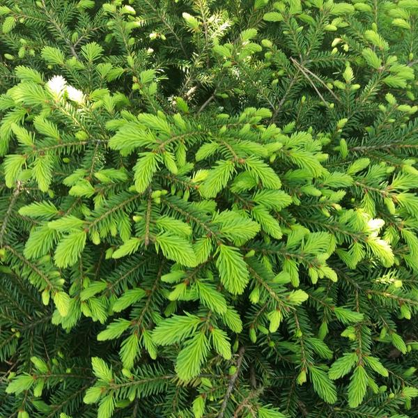Ель подушкообразная Нидиформис (Picea abies Nidiformis) — мягкость вашего сада Ель подушкообразная Нидиформис (Picea abies Nidiformis) — мягкость вашего сада