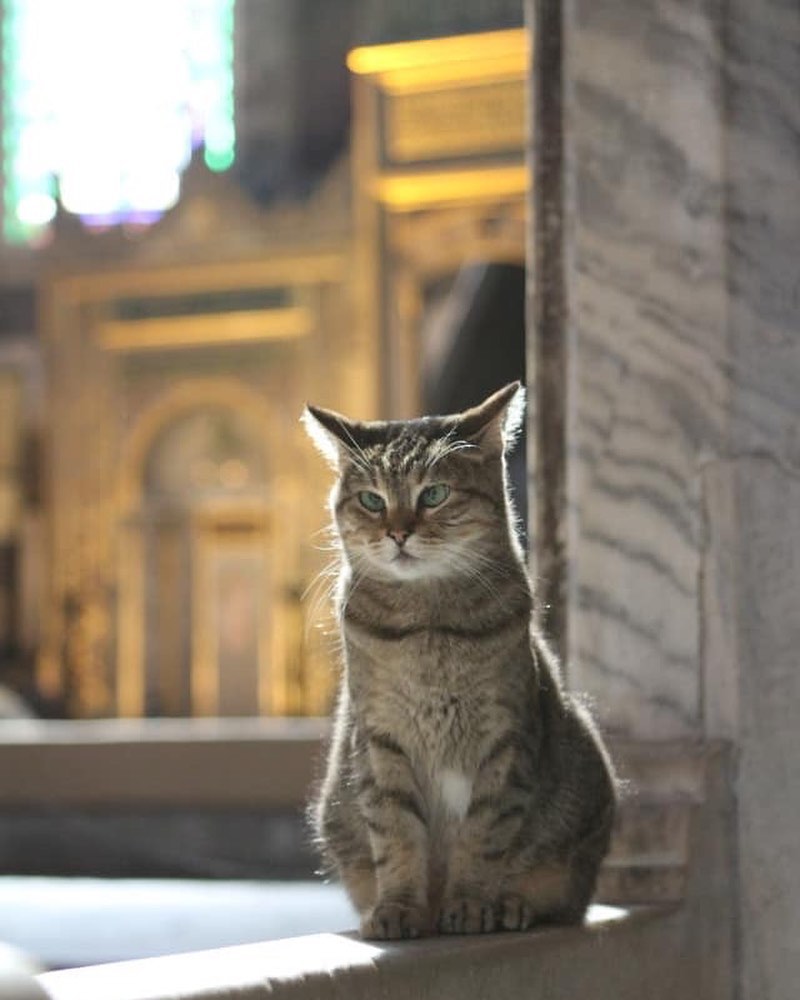 11 милых фото кота, который живет в мечети Святой Софии