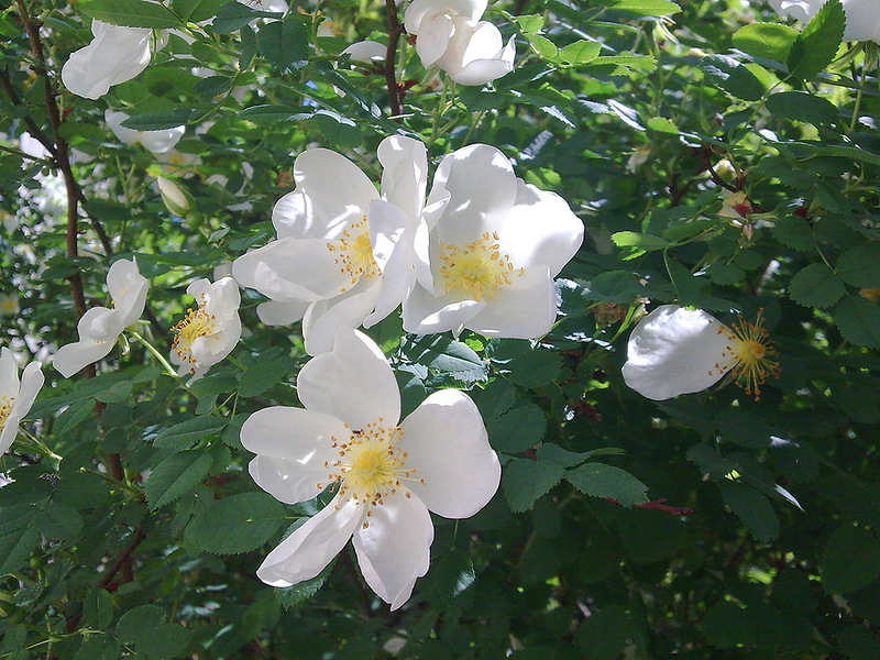 ������� �� �������