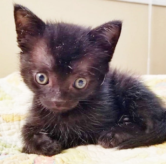 Удивленный котенок Необычный котенок