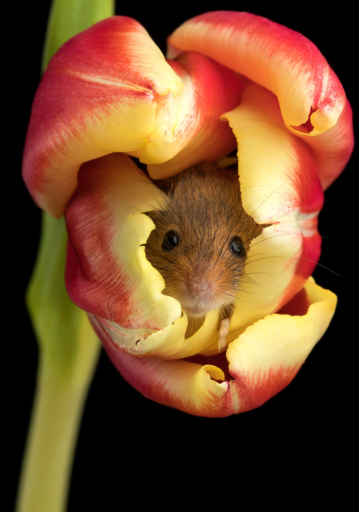 cute-harvest-mice-in-tulips-miles-herbert-16-5ad097a3c282c__700.jpg cute-harvest-mice-in-tulips-miles-herbert-16-5ad097a3c282c__700.jpg