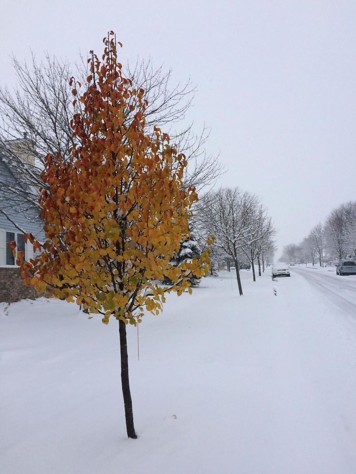 One Tree On My Street Refused To Accept Winter