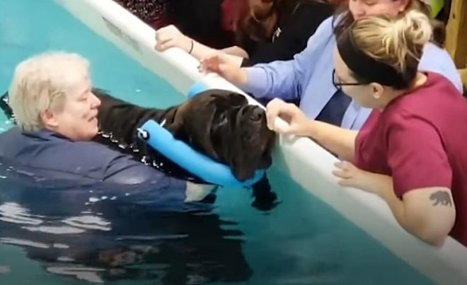 Собака в воде Пес в бассейне