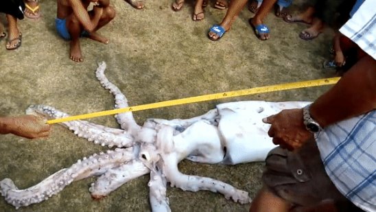 Больше человека: на Филиппинах поймали гигантского кальмара