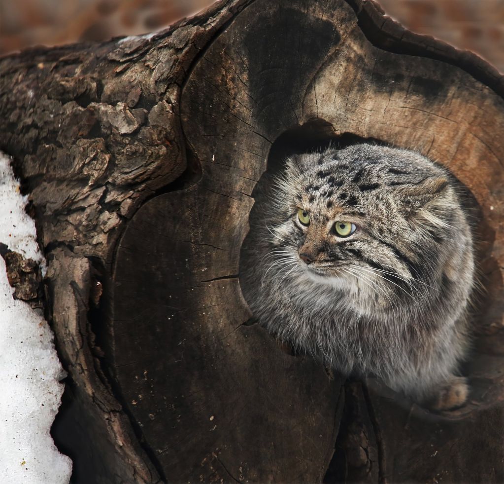 Коробки и кошки... большие кошки