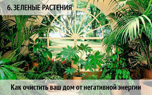 как очистить дом от негатива и поставить защиту: растения