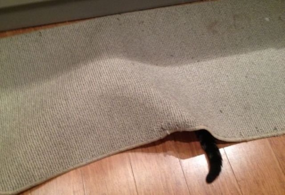 Животные, которые плохо спрятались