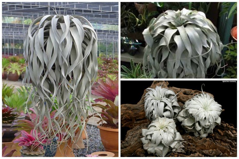 Tillandsia xerographica (Тилландсия ксерографика). Как волосы, правда? интересное, красиво, природа, растения, удивительно, факты