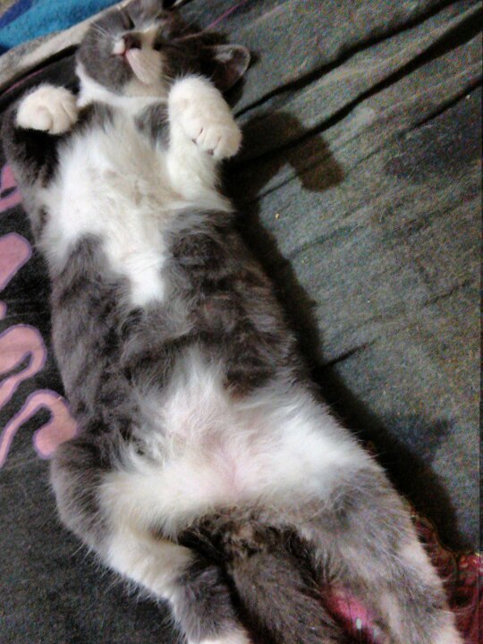Котята не двигались, и я сначала подумала, что уже поздно, но... Котята не двигались, и я сначала подумала, что уже поздно, но...