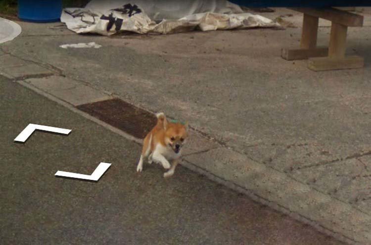 В Японии собака проследовала за автомобилем Google Street View, забавно «испортив» каждую сделанную им фотографию В Японии собака проследовала за автомобилем Google Street View, забавно «испортив» каждую сделанную им фотографию google street view, животные, кадр, собака, юмор