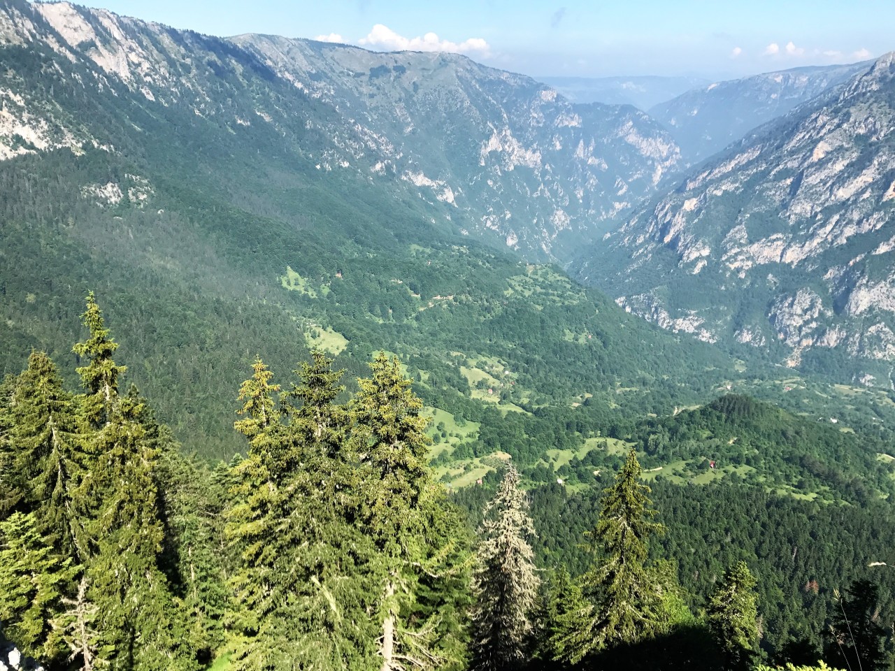 Черногория черный лес