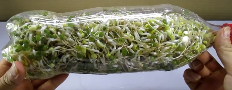 ростки бобов рецепт