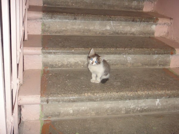 люди помогли котятам котенок на ступеньках