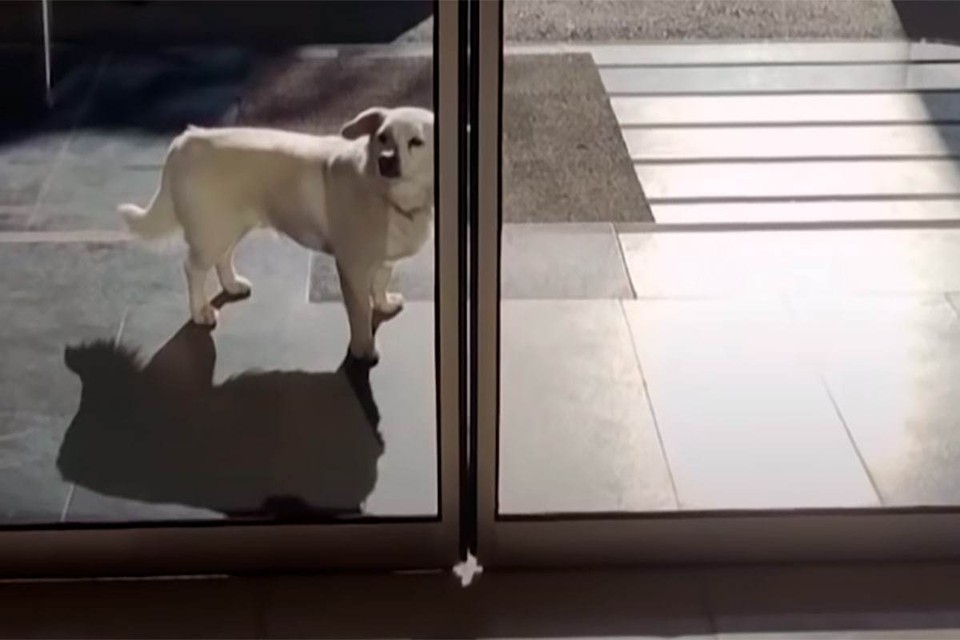 Преданный пес ждет несколько дней своего хозяина у больницы. Фото: скриншот видео.