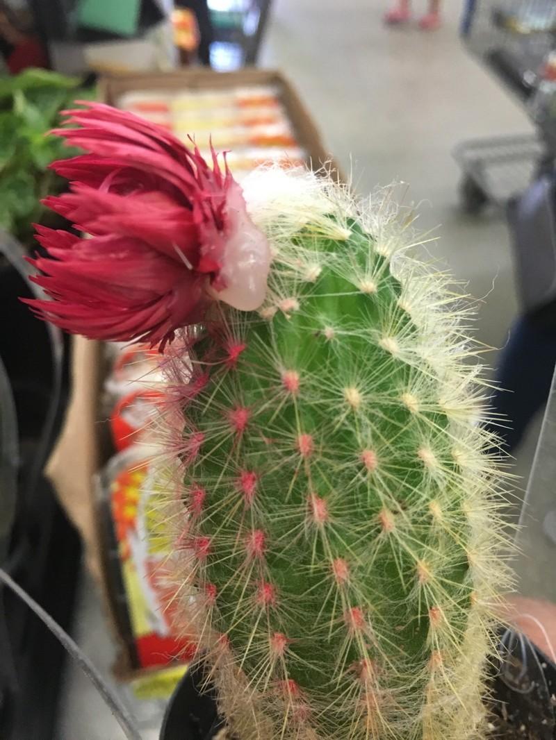 Современные продавцы постоянно что-то недоговаривают (23 фото) Современные продавцы постоянно что-то недоговаривают (23 фото)