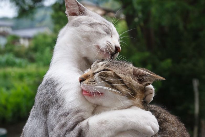 Влюбленные котейки Влюбленные котейки