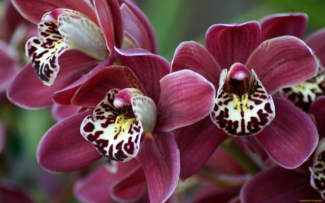 Ученые выяснили, зачем орхидеи впадают в спячку