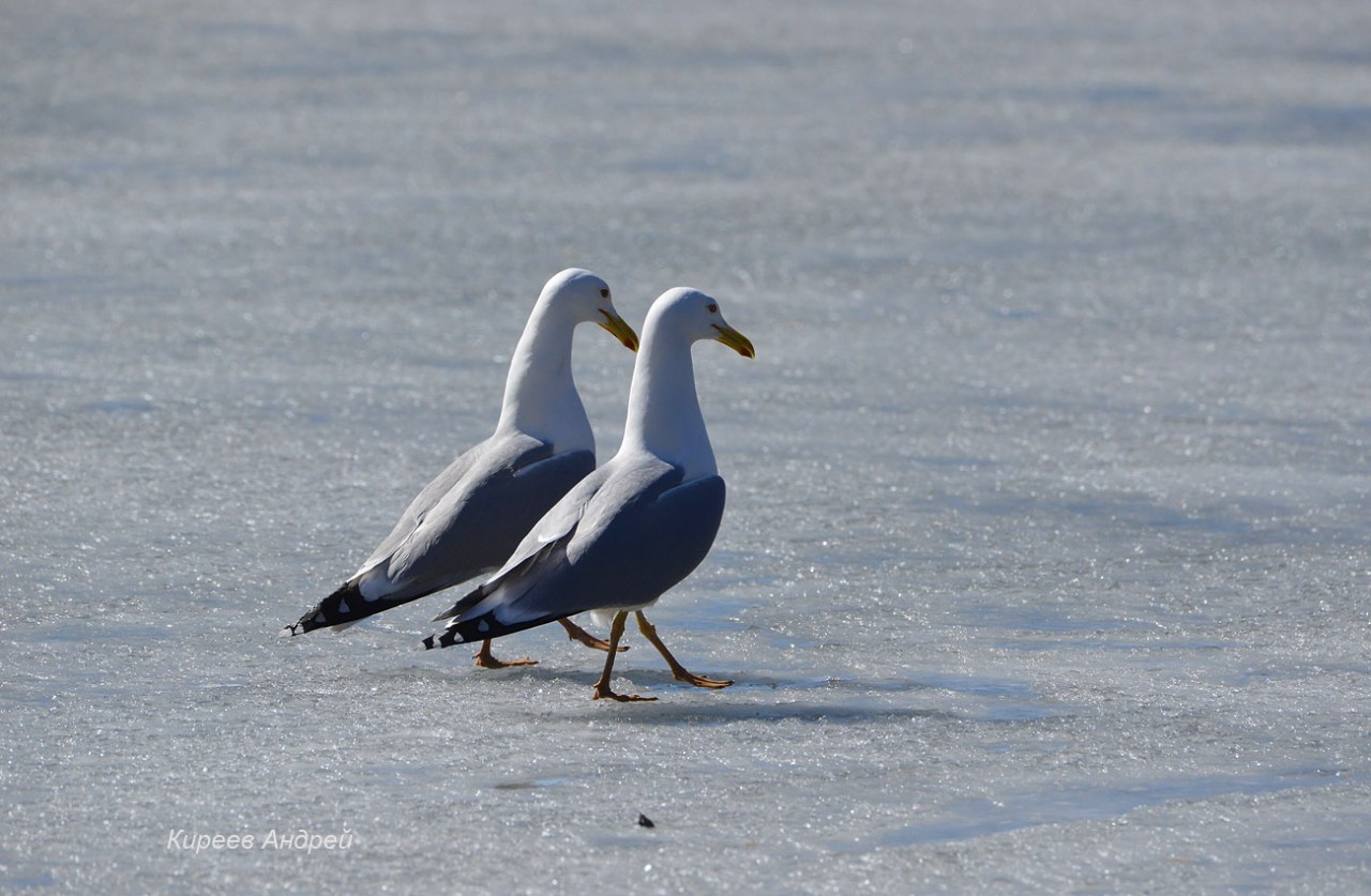 DSC_8966копия.jpg DSC_8966копия.jpg