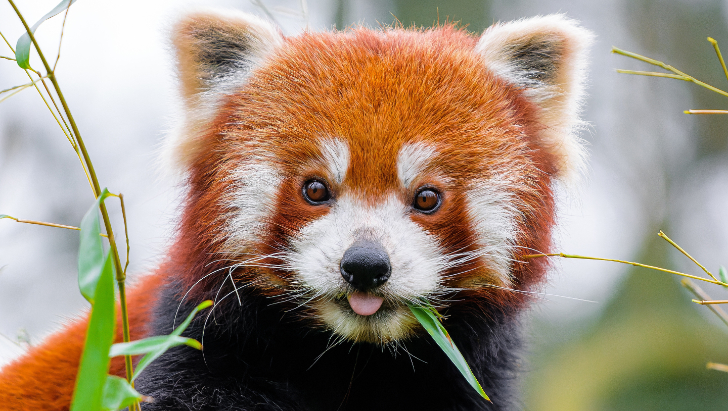 красная панда