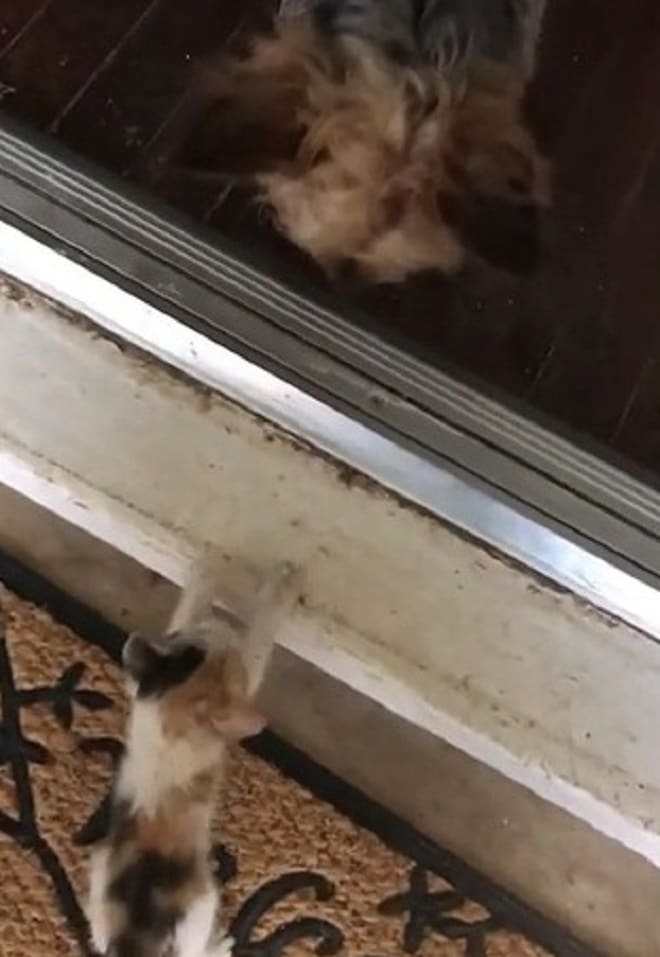 Котенок заходит в дом Котенок на пороге