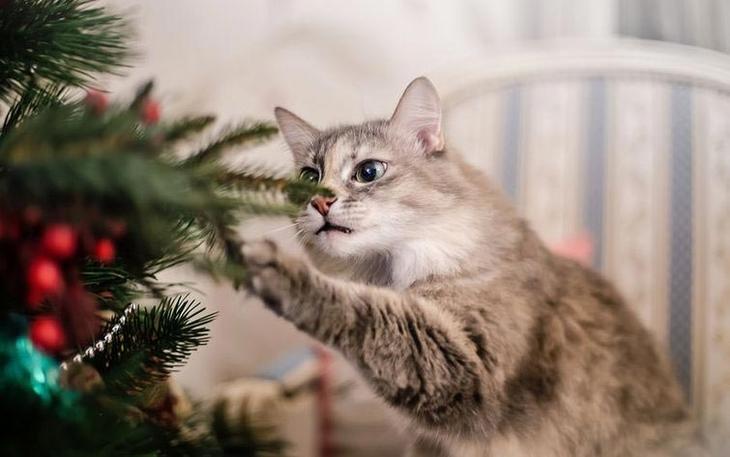 Коты против Рождества или почему новогодние праздники являются любимым временем кошачьих Коты против Рождества, смешные кошки новогодние ёлки, смешные кошки Новый год