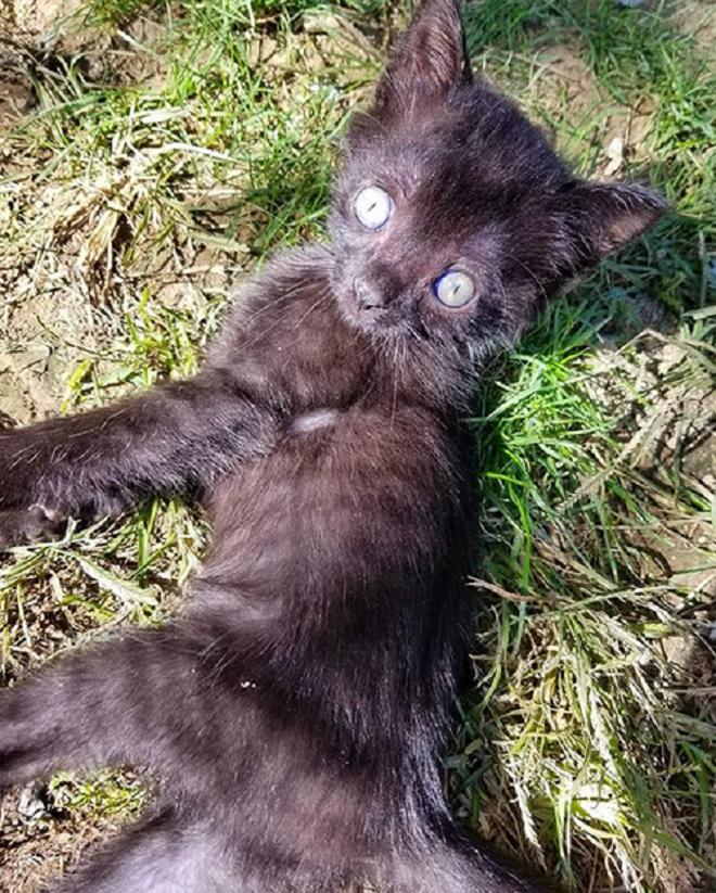 Котенок с большими глазами Котенок лежит
