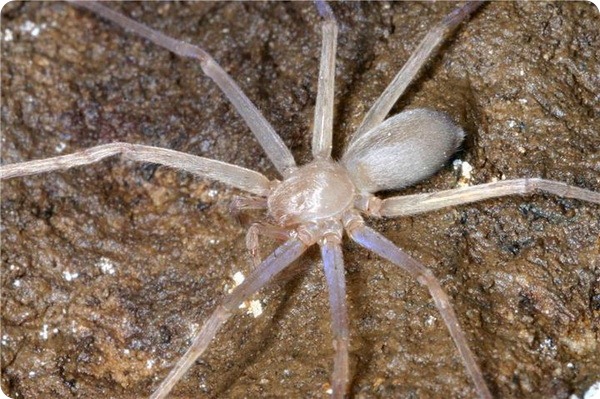 Sinopoda scurion – первый в мире слепой паук Sinopoda scurion – первый в мире слепой паук