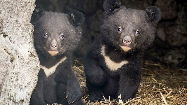 Медведица показала посетителям зоопарка своих новорожденных медвежат