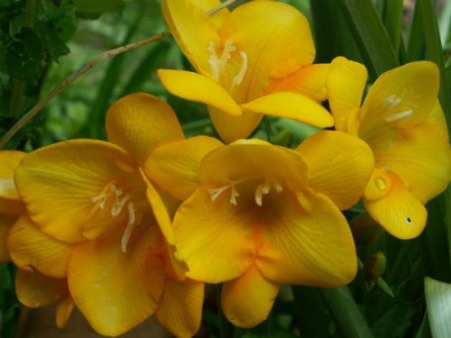 Фрезия (Freesia) Фрезия (Freesia)