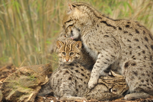 http://brit-cats.ru/wp-content/uploads/2012/02/viverroviy_kot_rybolov_16.jpg