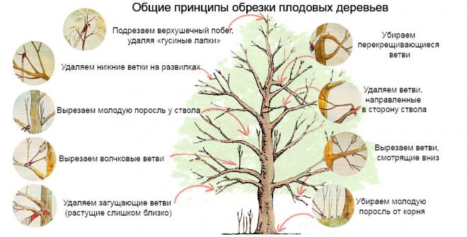 обрезка старой яблони весной