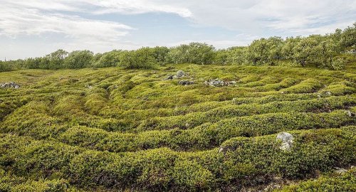 Каменные лабиринты острова Большой Заяцкий (8 фото)